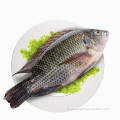 Exportateur IWP Fizen Black Tilapia Specification Fish